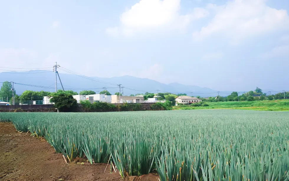 奈義町の青ネギ圃場