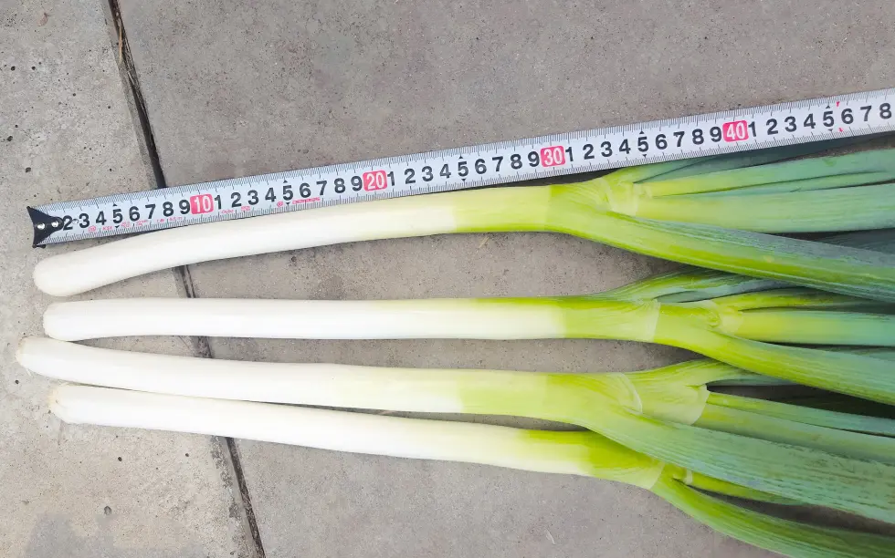 ただいま25cm
