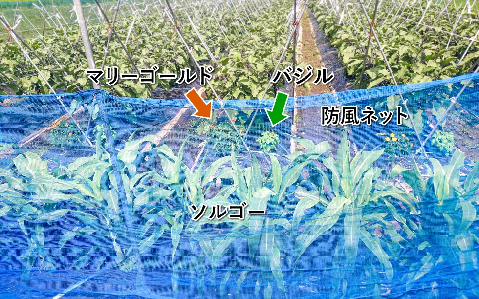 長なす圃場の生産管理