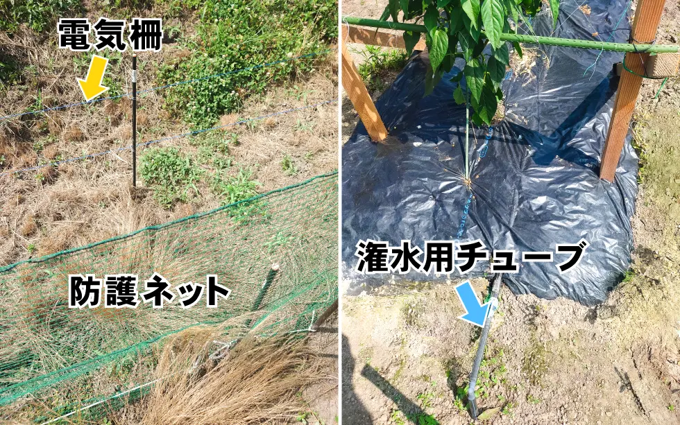 ピーマン栽培の色々な対策