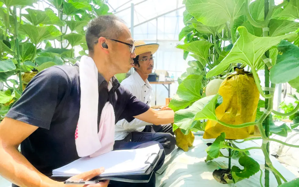 メロン生産者の剣持農園