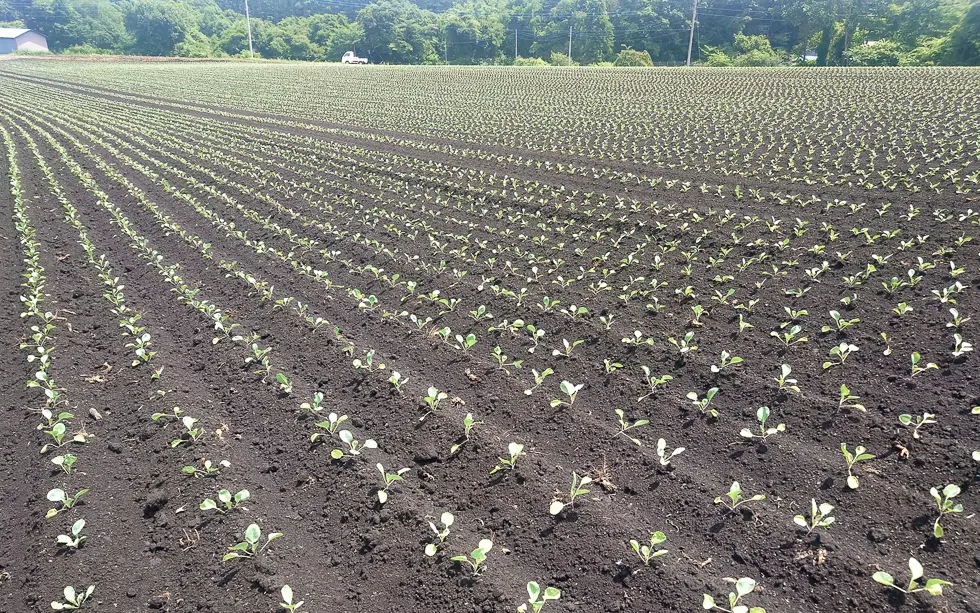 黒ボク土で栽培されている嬬恋村のキャベツ