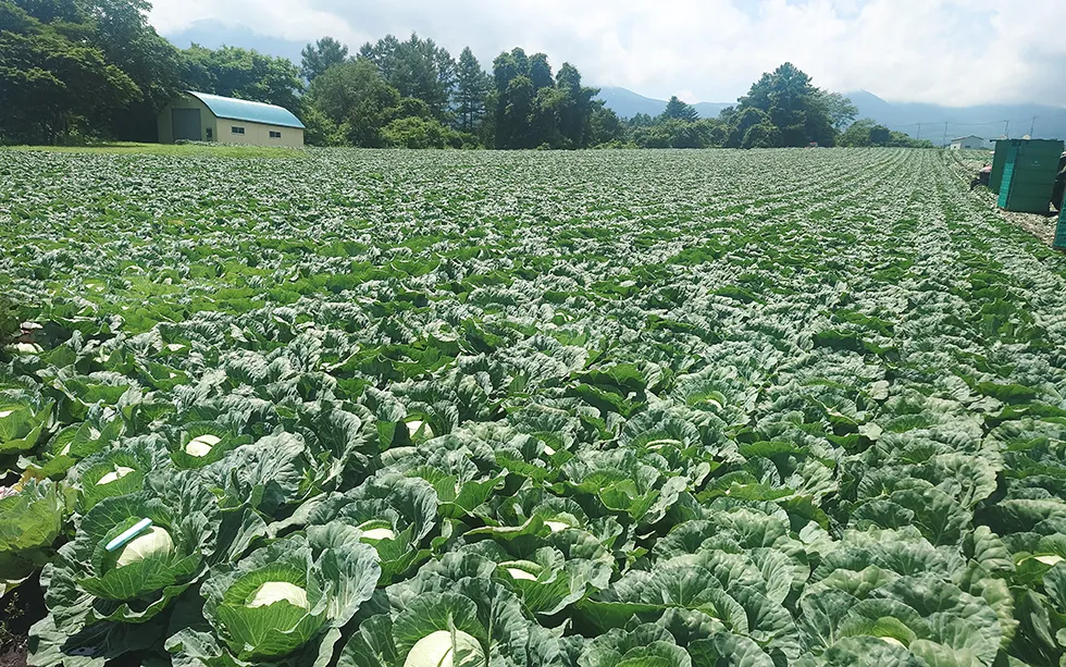 嬬恋村のキャベツ圃場