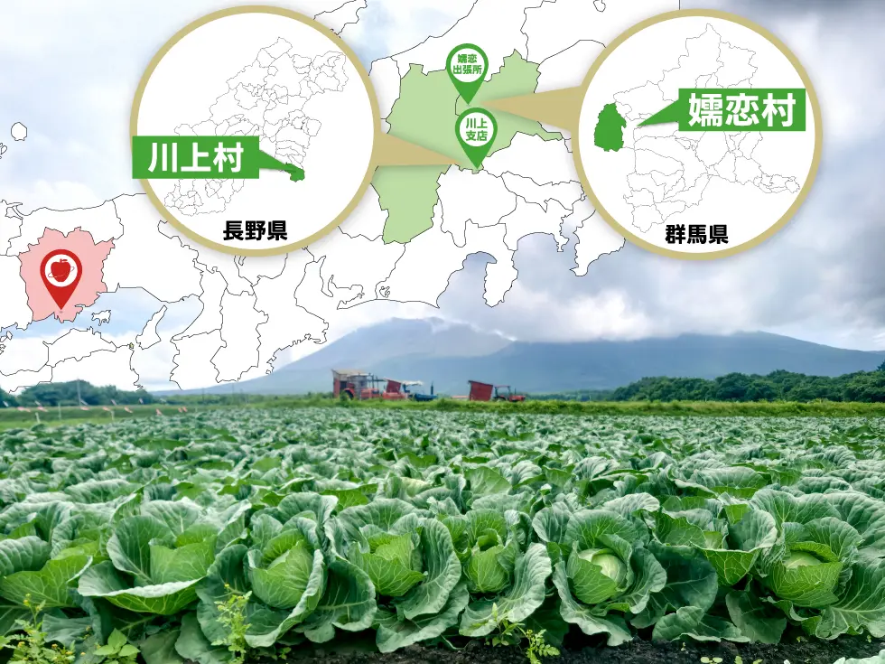 嬬恋村のキャベツ畑越しに見える浅間山