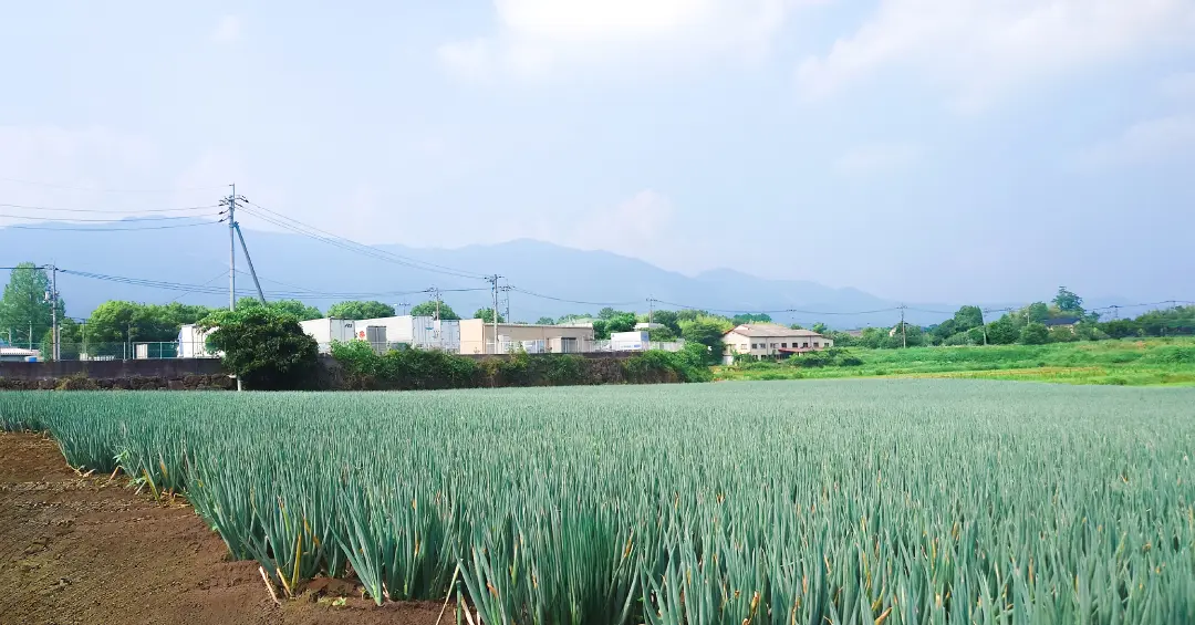 ジャンボピーマン・ネギの成長ぶりは？岡山北部の生産地を訪問しました