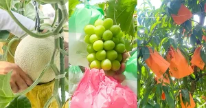 メロン、ぶどう、桃の圃場を訪問しました