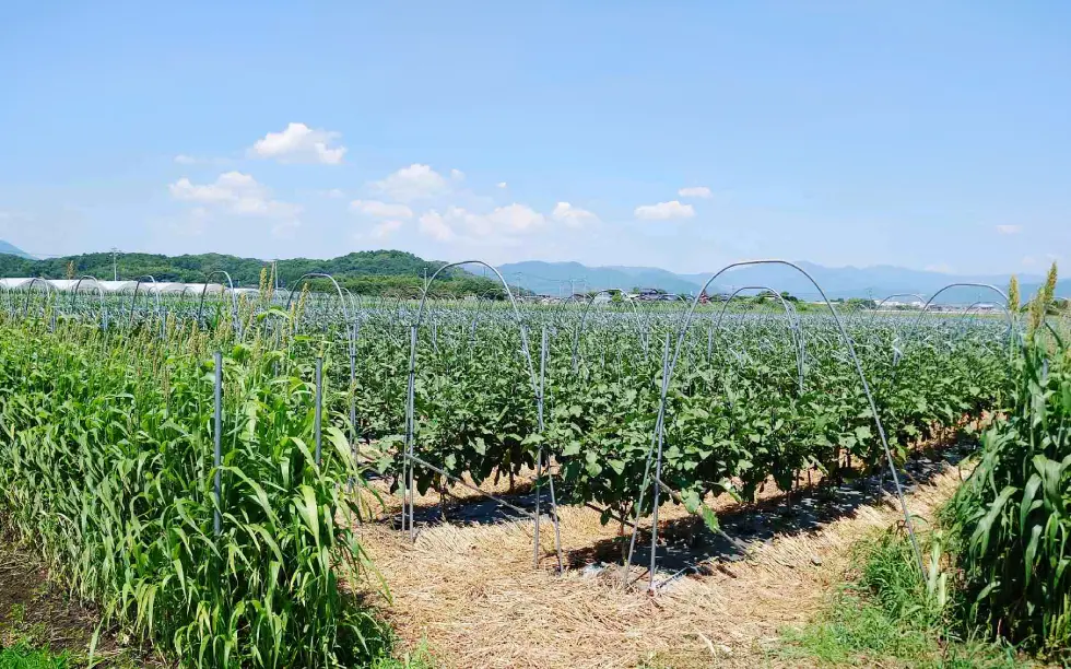 平山様が管理する茄子圃場
