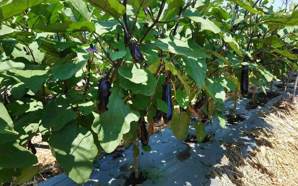 順調に育っているなす