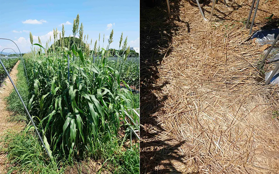 ソルゴーと畝間に敷いた藁