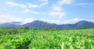 岡山・蒜山の白ネギとレタス圃場を訪問しました