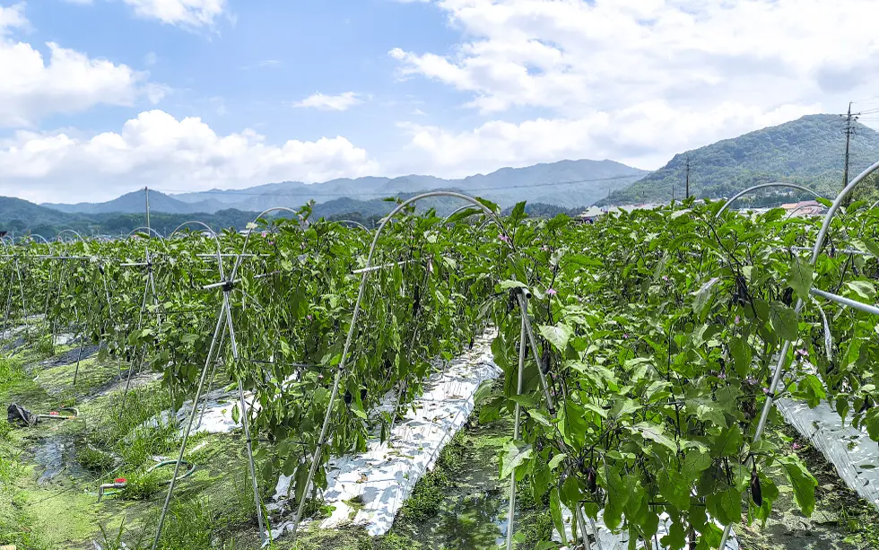 三原の美〜なすの圃場