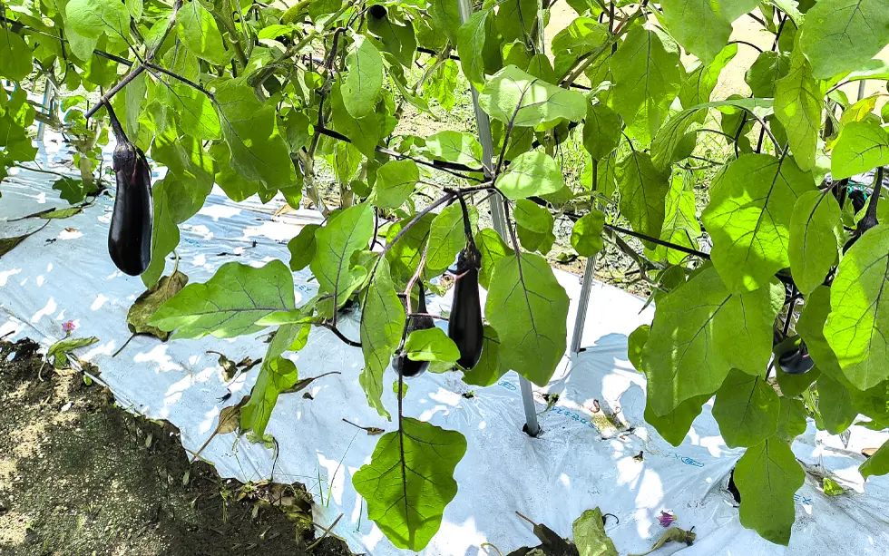 三原の美〜なす