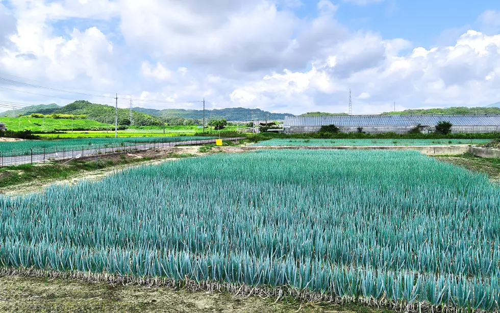 三原の白ねぎ圃場