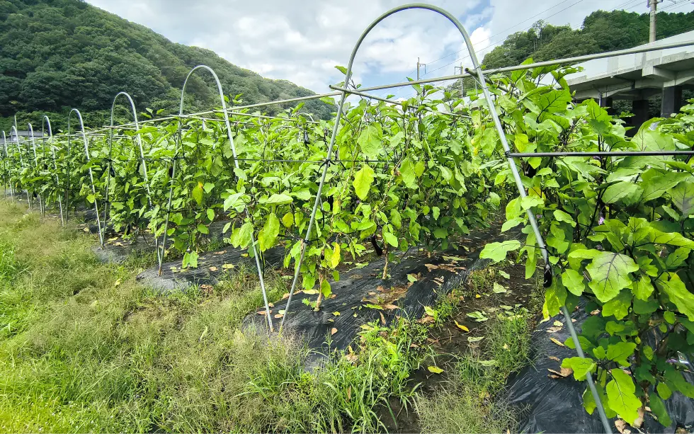 森川様の長なす圃場