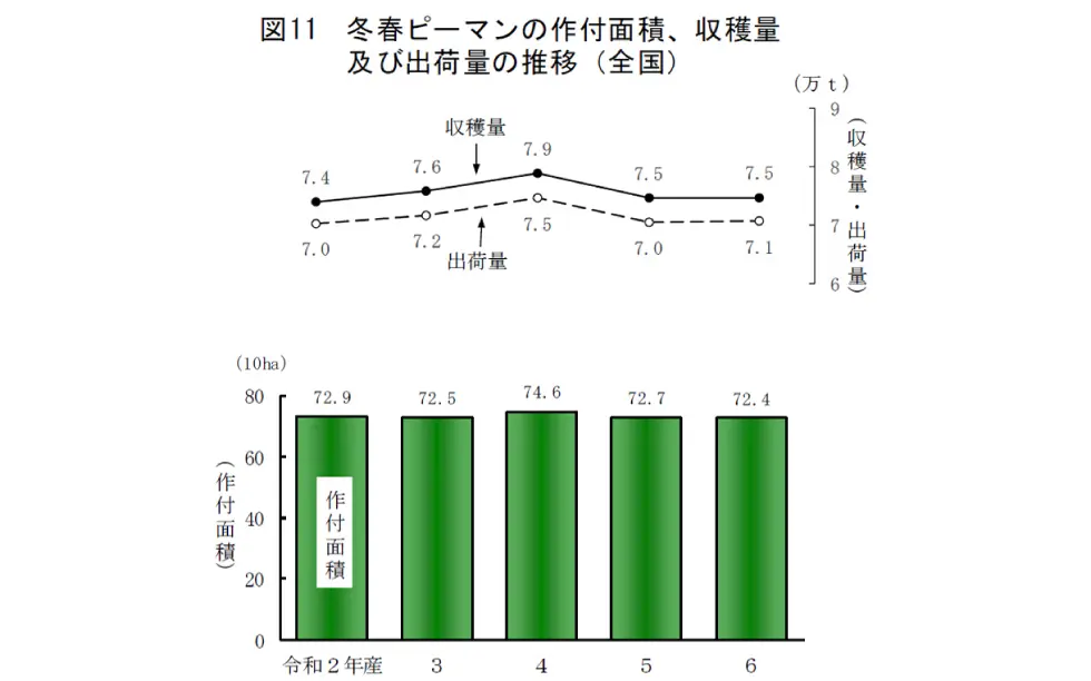 令和6年産冬春ピーマンの作付面積、収穫量及び出荷量