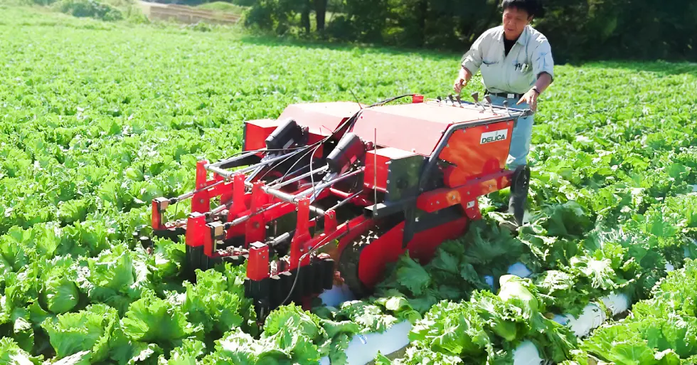 レタス収穫の機械化推進へ〜加工・業務用レタス現地検討会に参加しました