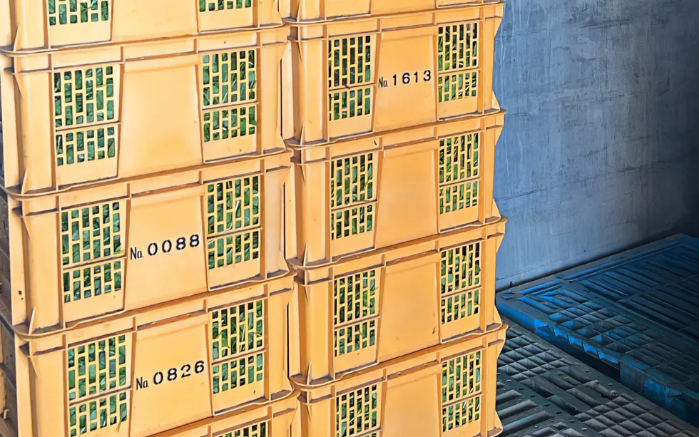 貯蔵冷蔵庫の中