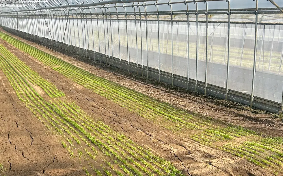 ベビーリーフ圃場を視察しました