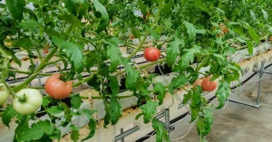 福岡県トマト・レタス産地を視察 | JAにじ・JAみい管内を訪問しました