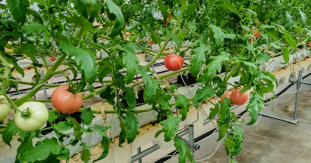 福岡県トマト・レタス産地を視察 | JAにじ・JAみい管内を訪問しました