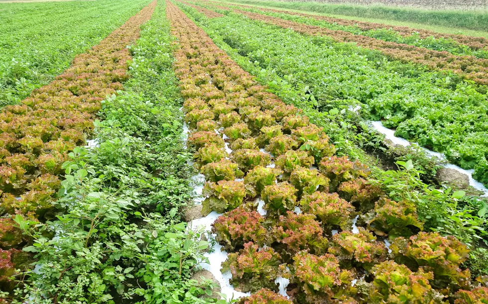 JAみい管内秋山様のリーフレタス圃場