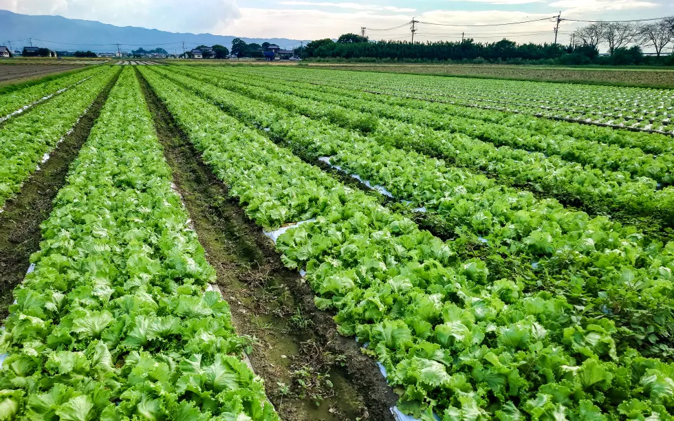 JAみい管内平田様のレタス圃場