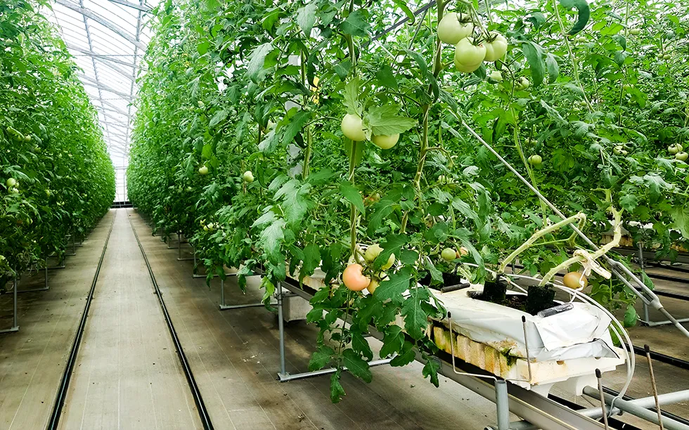 レインボーファームのトマト栽培ハウス