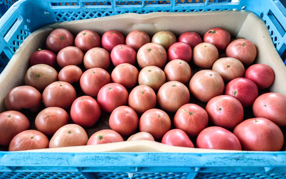 選果場のトマト