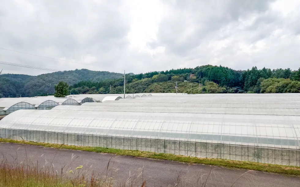 神石高原まる豊とまと生産出荷組合の栽培ハウス団地