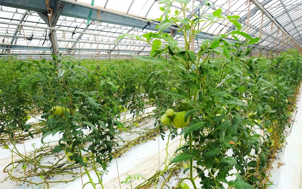 神石高原まる豊とまと生産出荷組合を訪問しました