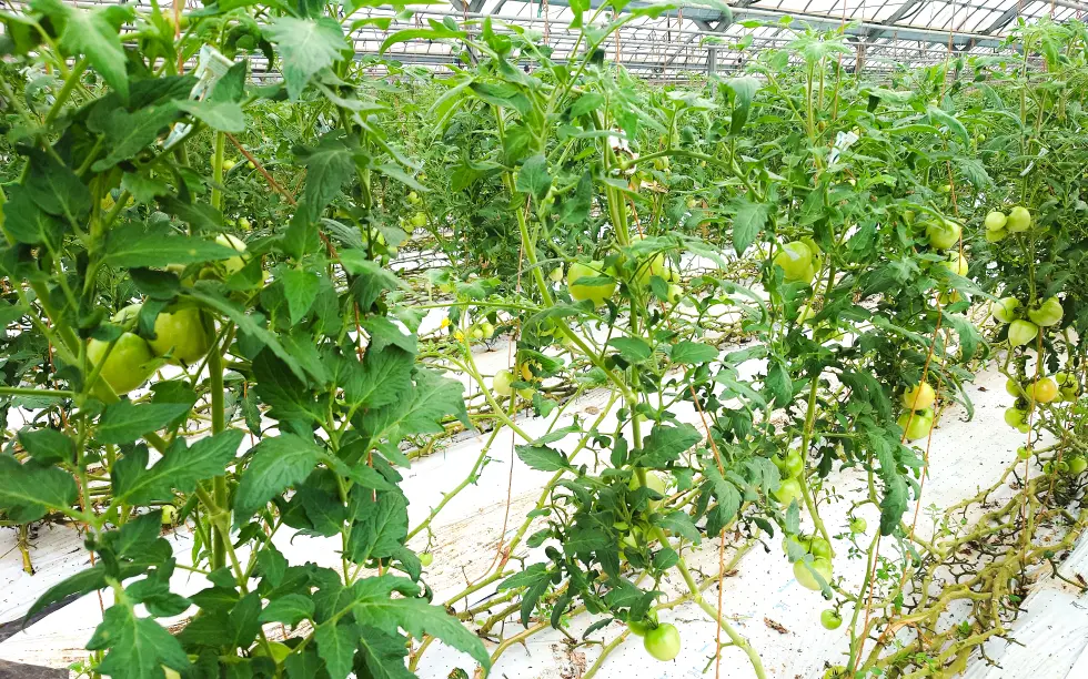 栽培されているトマト