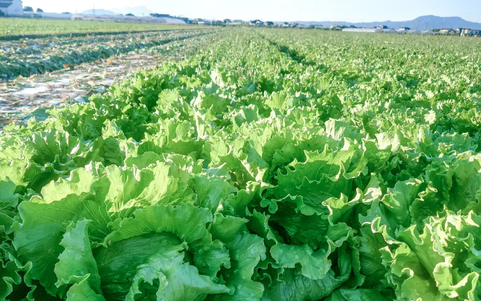 リーフレタスの圃場視察