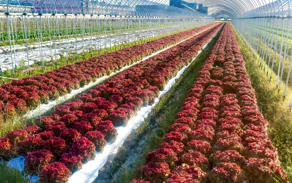 サニーレタスの圃場視察