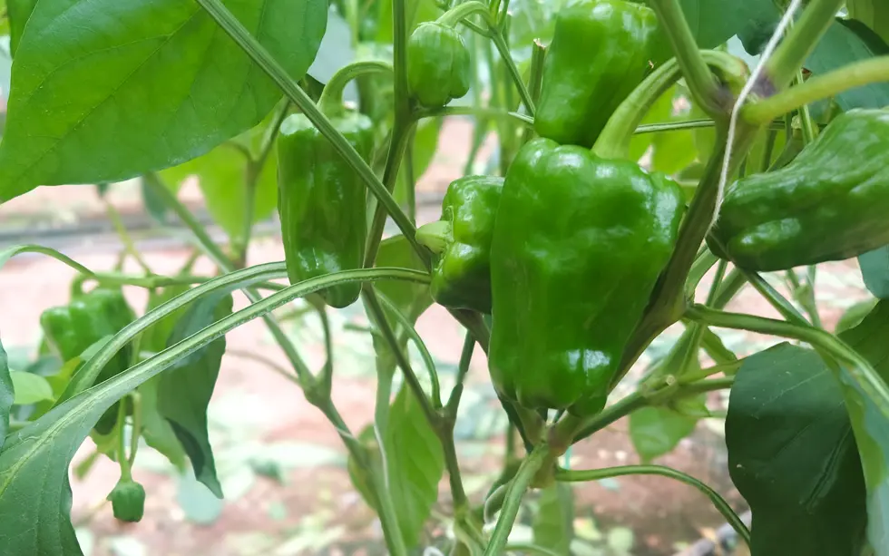 ハウス内のピーマン