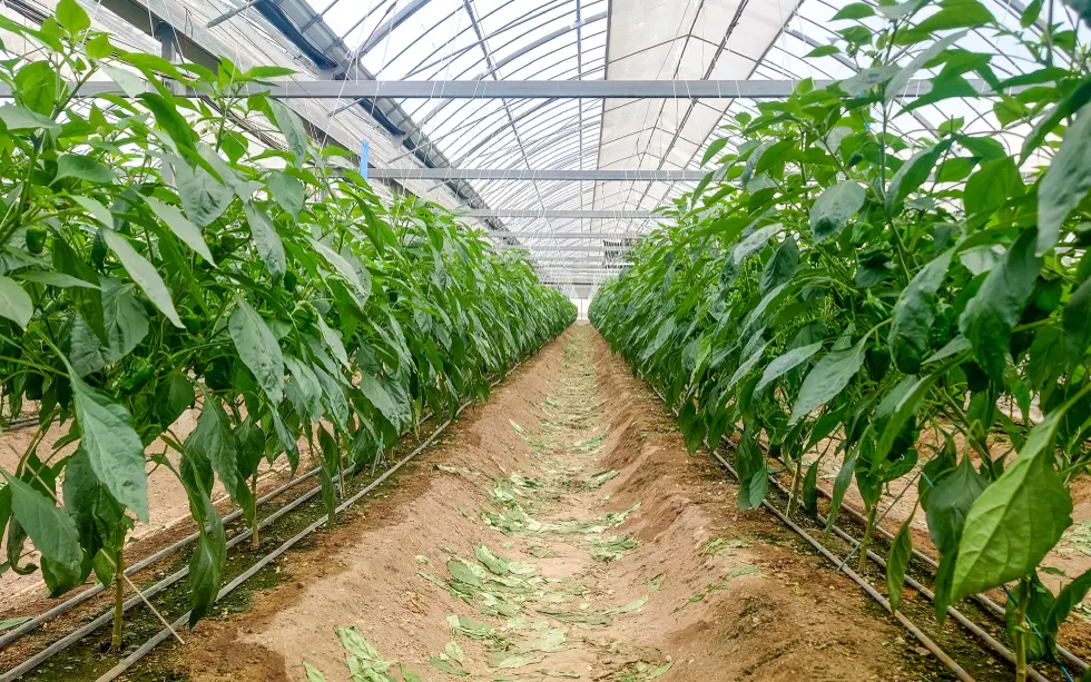 JA高知県を訪問しました