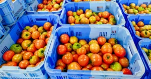 トマト生産者「神石高原まる豊とまと生産出荷組合」を訪問しました