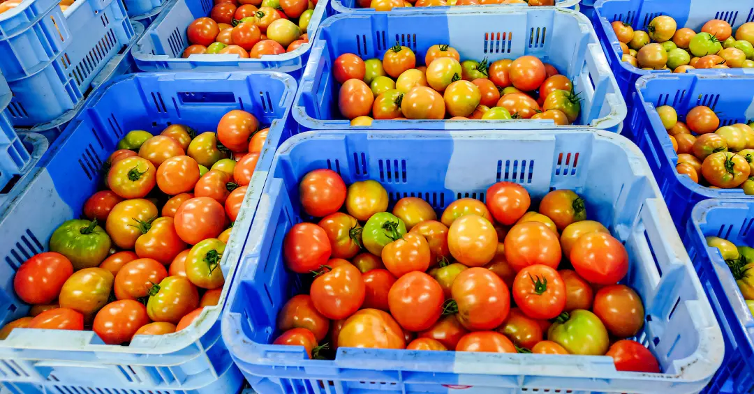 トマト生産者「神石高原まる豊とまと生産出荷組合」を訪問しました