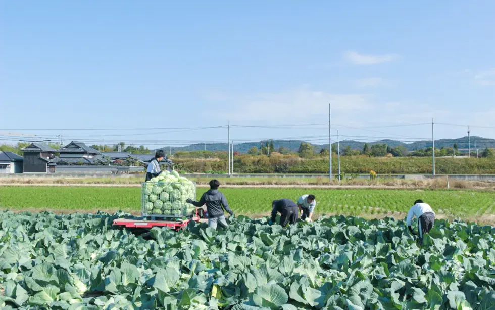 クラカアグリによるキャベツの収穫
