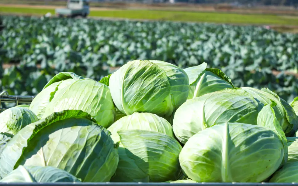 収穫されたクラカアグリのキャベツ
