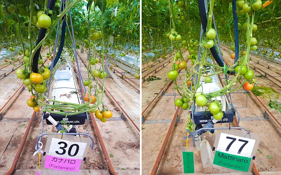トマトパーク徳島で栽培しているカナバロとマッティナロ