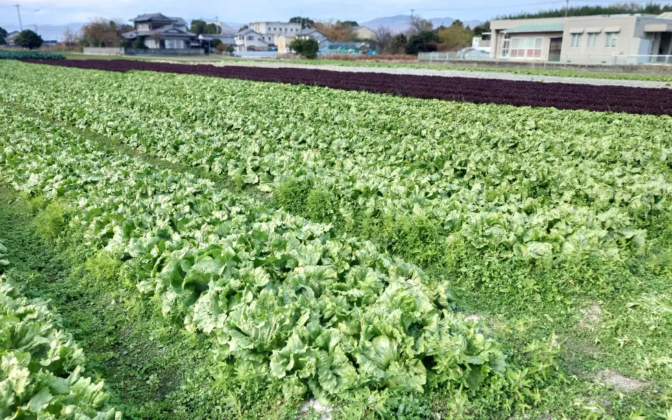 松原様の管理するレタス圃場