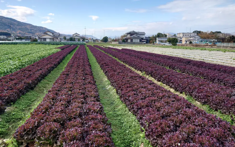 サニーレタス圃場