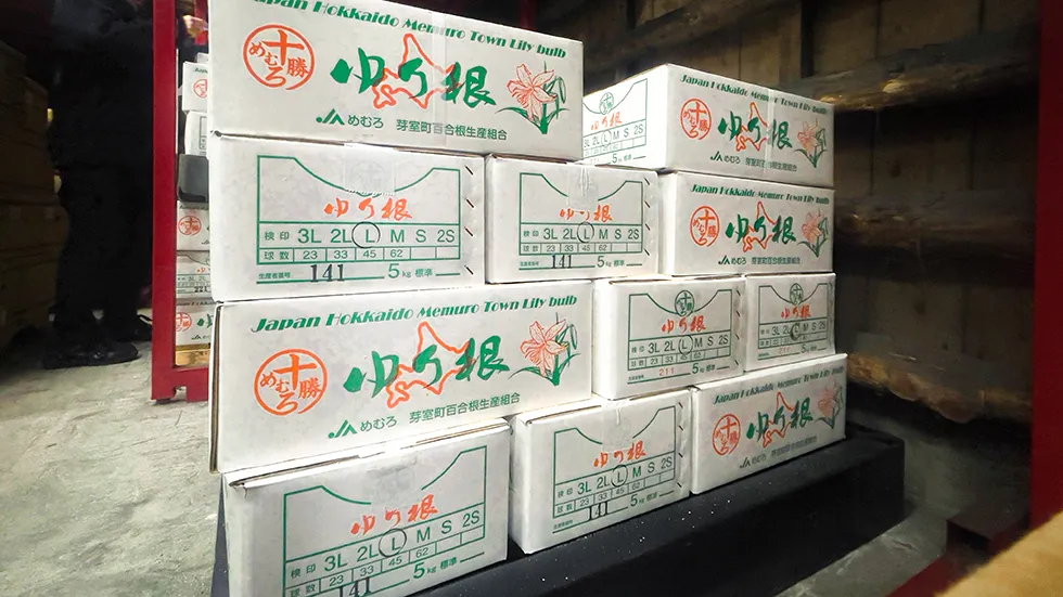 入荷した百合根