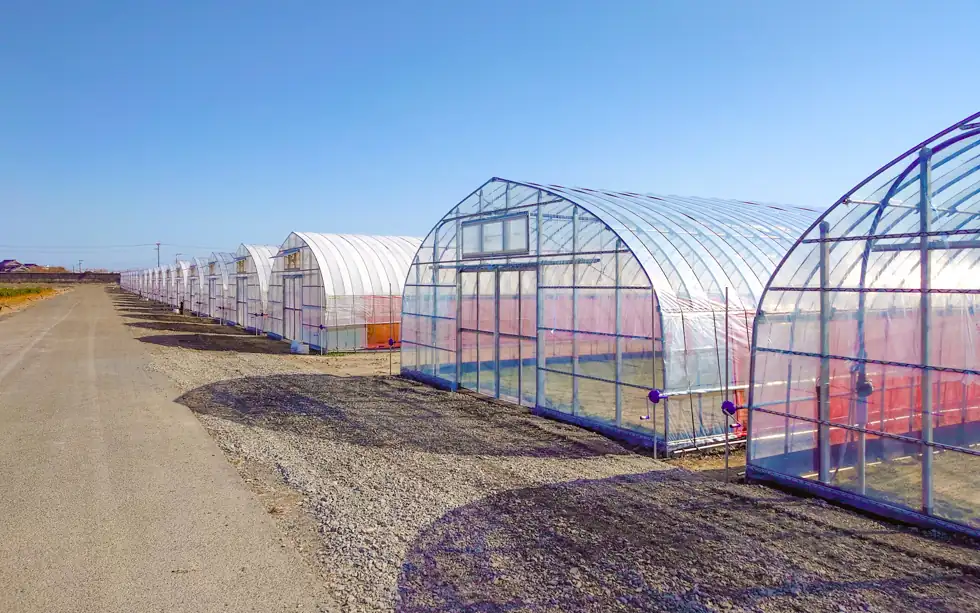 小ねぎ栽培ハウス