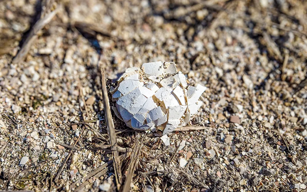 卵殻を活用した有機肥料