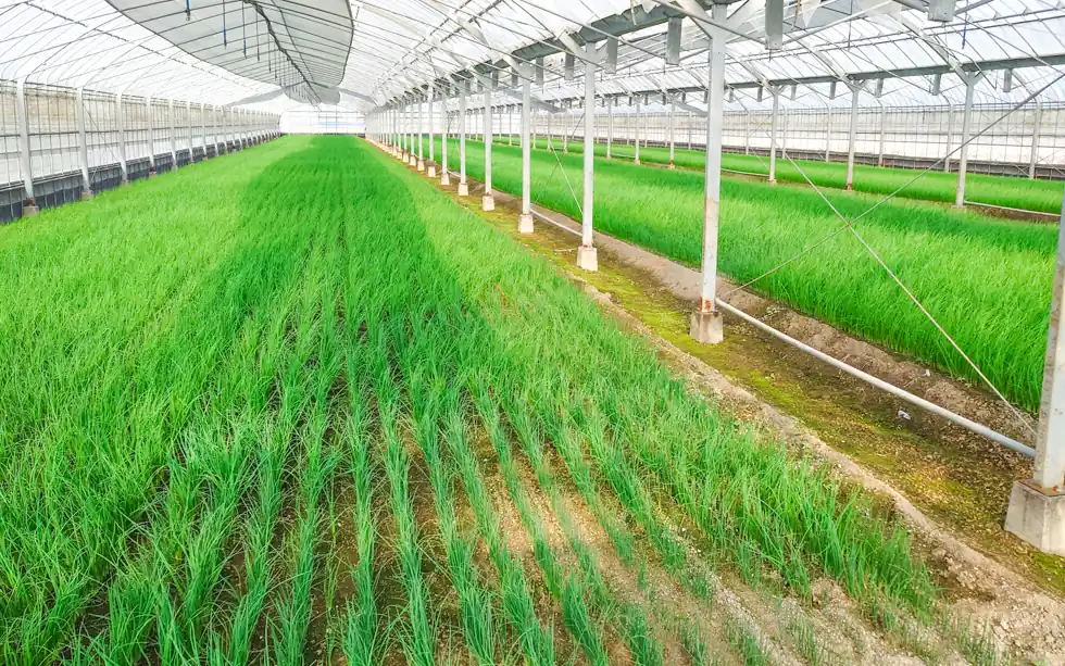 ベジタブルさが雅の小ねぎ栽培ハウス内