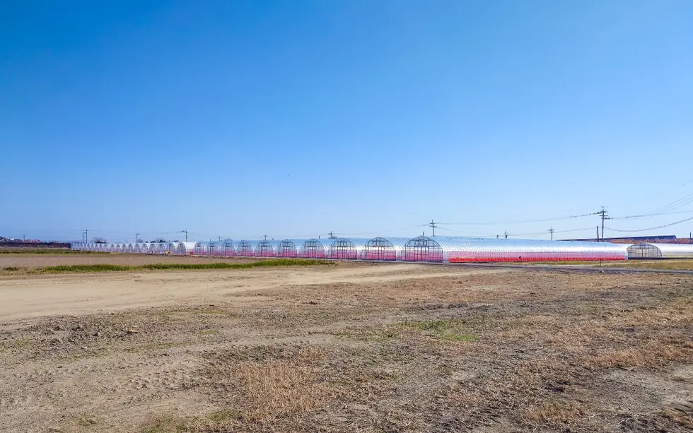 大規模に展開している株式会社ベジタブルさが雅の小ねぎ栽培ハウス