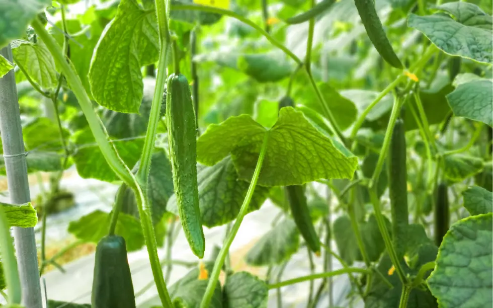きゅうりのつる下げ栽培