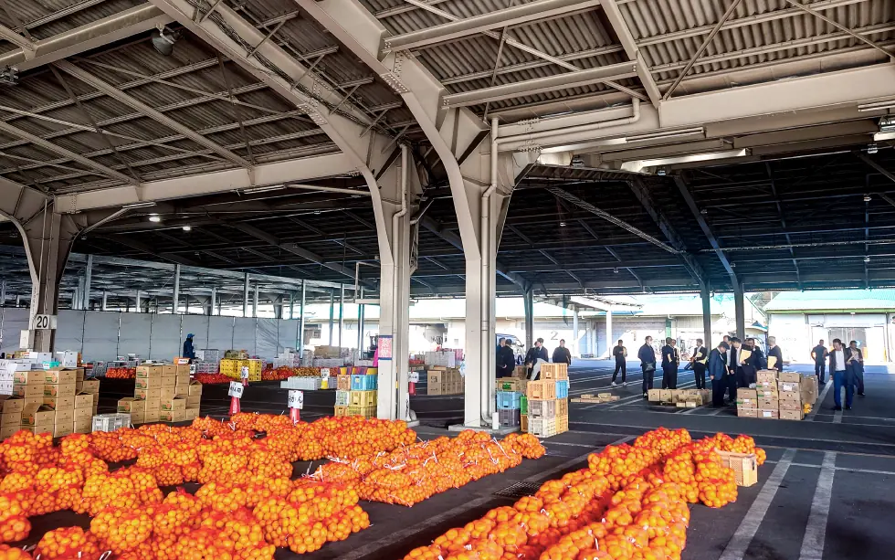 みかんが並んだ植木青果の荷受所