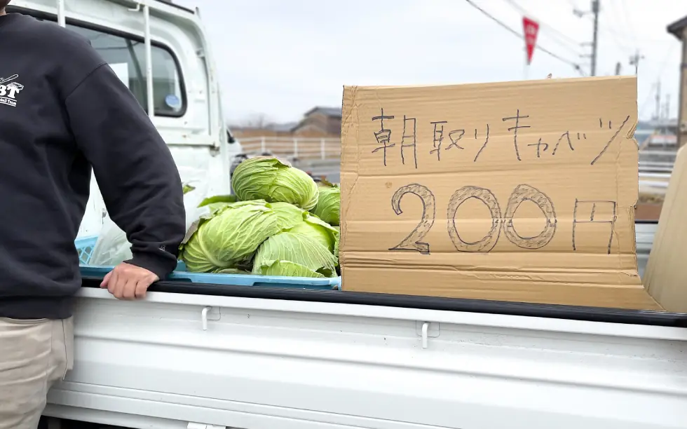クラカアグリの圃場で収穫したキャベツ